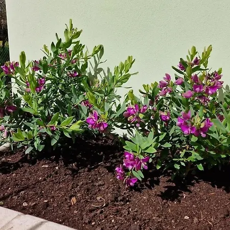 Casa Myrtifolia 토티